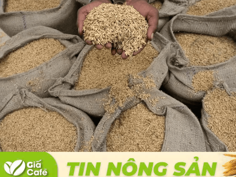 thị trường l&uacute;a trong nước tại Đồng bằng s&ocirc;ng Cửu Long được kỳ vọng